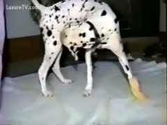 A dog was observed investigating the moist fuck aperture doggy position of his young owner.